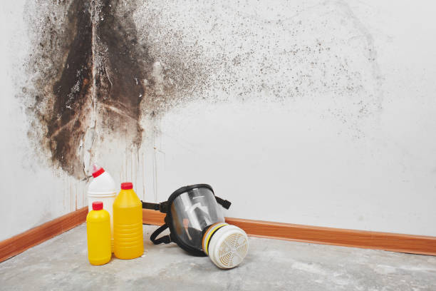 Best Mold Remediation Experts  in Silver Firs, WA