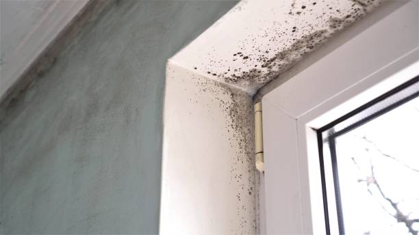 Best Affordable Mold Removal  in Silver Firs, WA