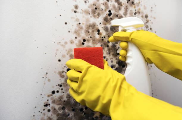 Best Office Mold Removal Services  in Silver Firs, WA