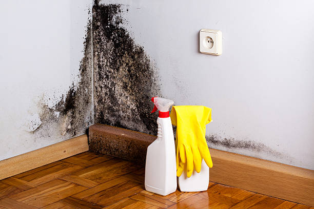 Best Crawl Space Mold Removal  in Silver Firs, WA