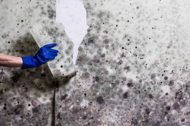 Best Water Damage Restoration  in Silver Firs, WA
