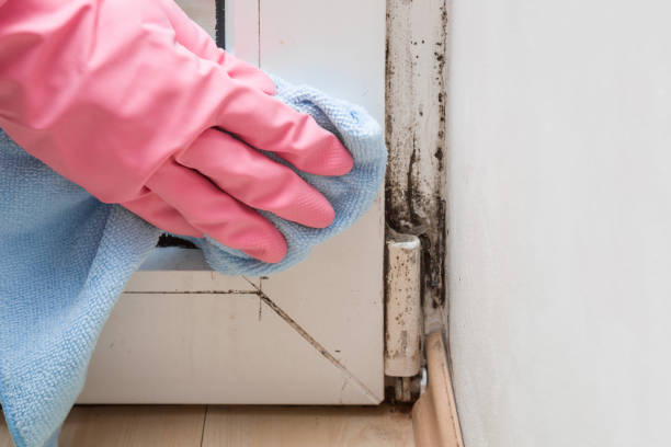 Reliable Silver Firs, WA Mold Removal Solutions