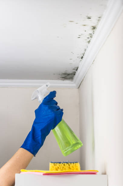 Best Same-Day Mold Removal  in Silver Firs, WA